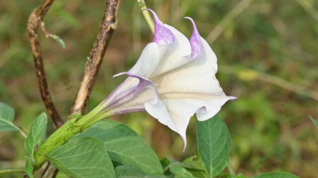 Datura plant flowers. Its common names thornapples, jimsonweeds, devils trumpets, moonflower,&nbsp;devils weed and stramonium. Hindus offer it to Lord Shiva. It is used a lot in Ayurvedic medicines.