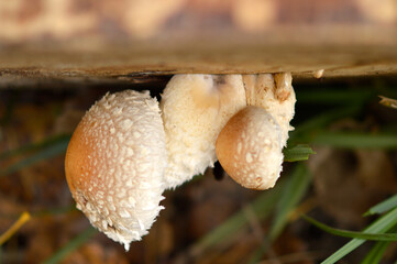 wild mushrooms growing on the tree bark and in the grass in the forest