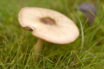 wild mushrooms growing on the tree bark and in the grass in the forest
