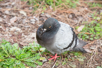 A solitary pigeon is currently sitting on the ground and looking at the camera
