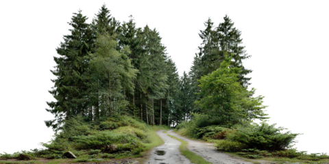 Forest trail leading into dense trees, isolated on transparent cutout background