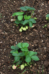 Strawberry plants with green unripe fruits and green leaves in the field on a sunny day. Fragaria 