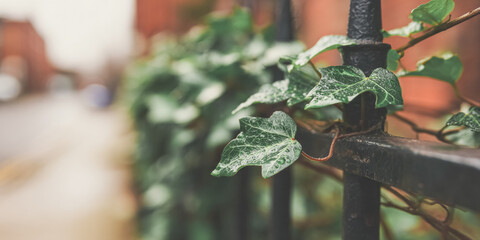 Close-up of ivy leaves on wet metal fence in urban setting