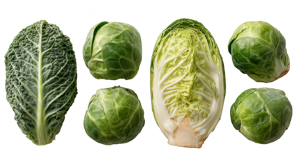 Fresh green cabbages in the field, a look into sustainable agriculture and healthy eating.