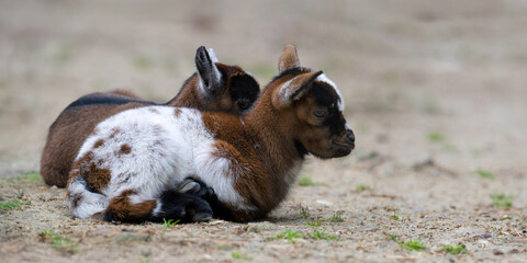 Newborns Pygmy goat resting lying on the ground of their enclosure in an educational farm. Capra hircus, Domaine de Pescheray, Sarthe 72, Région Pays de la Loire, France, European Union, Europe