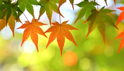 Autumn leaves in soft focus