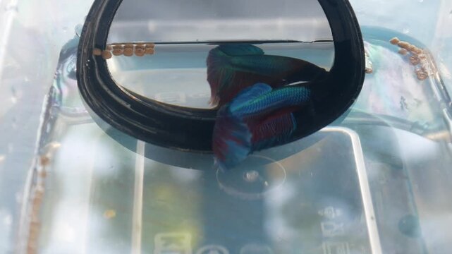 betta fish with a mirror
