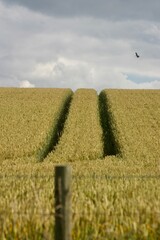 Close up view of golden wheat field with tractor tire tracks running through the crop.  A rich...