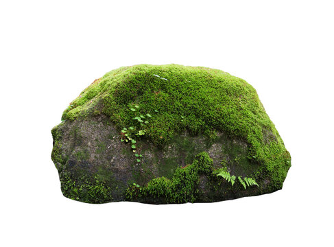 stone covered with moss isolated on white background