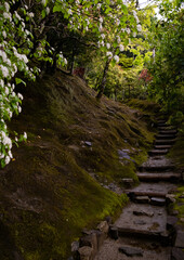Mossy staircase winding through lush japanese garden