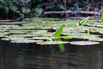 Leaves of water lily in Veleka river