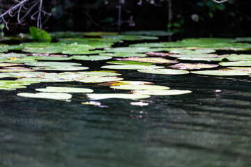 Leaves of water lily in Veleka river