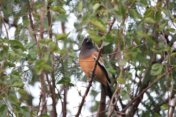 Rufouse Treepie