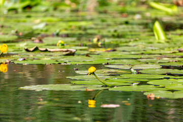 Leaves of water lily in Veleka river