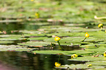 Leaves of water lily in Veleka river