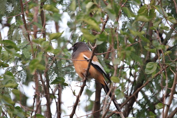Rufouse Treepie