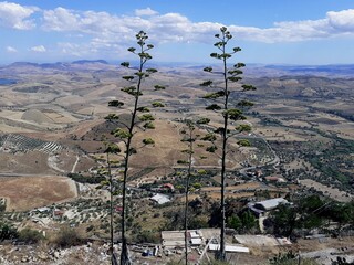 Veduta Panoramica dell'entroterra siciliano. Fiori di agave in primo piano.