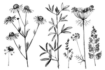 Black Botanical Herbs – Watercolor Clipart Collection Ink