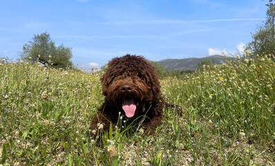 Dog in the meadow