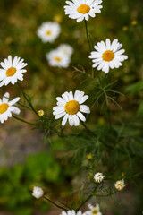 Fototapeta premium Wild Daisy Flower Close-Up — White Petals with Yellow Center on Green Background, Summer Nature