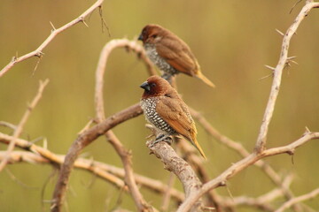 Munia