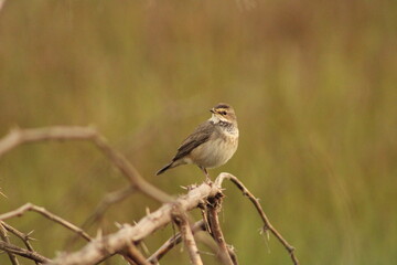 Munia