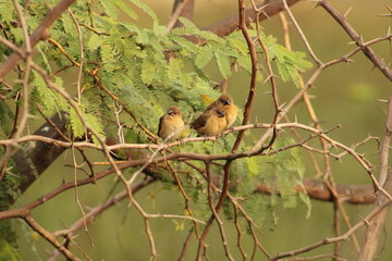 Munia
