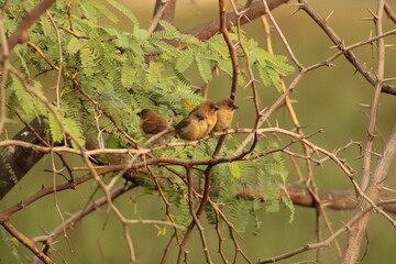 Munia