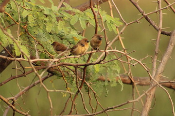 Munia