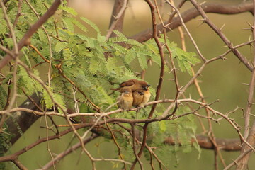 Munia