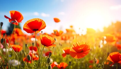 Naklejka premium Vibrant poppy field bathed in sunlight