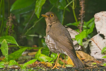 Forest Thrush (Turdus lherminieri) standing on the forest floor, Guadaloupe, West Indies. This...