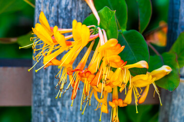 Orange red and yellow long trumpet flowers blossoms in Austria.