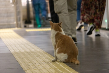 cat watching people leave subway