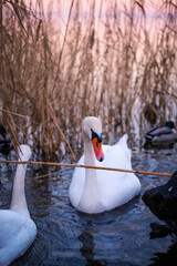 Graceful swans swim peacefully in a calm lake surrounded by tall reeds at sunset.