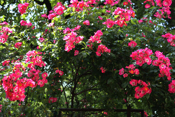 Pink and white roses on bush . Climbing plant in bloom in the garden