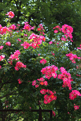 Pink and white roses on bush . Climbing plant in bloom in the garden