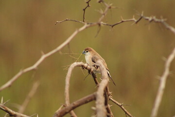 Munia