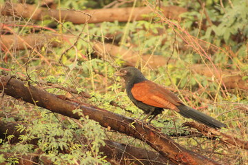 Greater Coucal