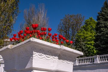 Bottom view of tulips in a white stone vase on the street.