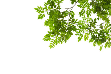 Photo of a branch with beautiful green leaves growing under natural light from behind isolated on png file on transparent background.