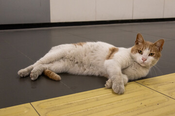 cat lying on the floor