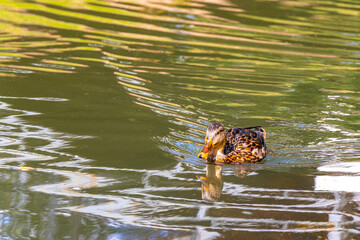 Mallard duck birds swimming in green pond river in Belarus.