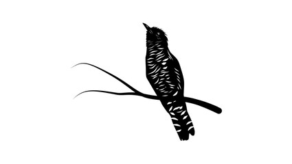Violet Cuckoo, black isolated silhouette