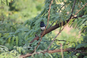 Birds on tree