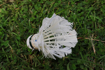Used shuttlecock lies on grass, showcasing its intricate design and worn appearance. white feathers...