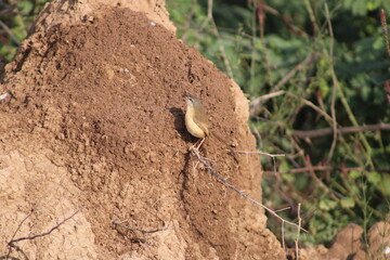 Brown Rock Chat