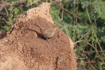 Brown Rock Chat