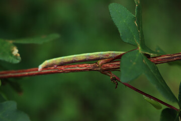 Silver moth caterpillar eating a green plant. Green caterpillar with long white stripe. Autographa...