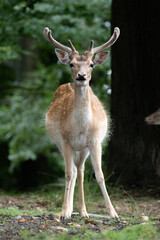 Fallow deer is watshing you